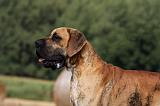DOGUE ALLEMAND 278